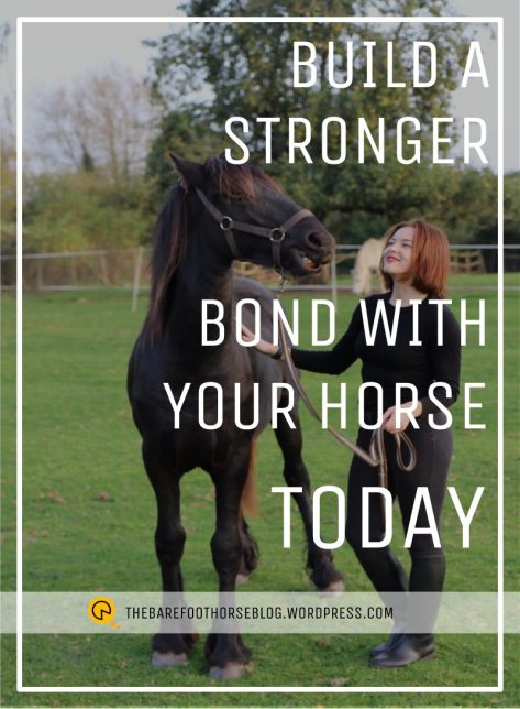 how to bond with a horse