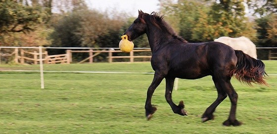 friesian horse playing galloping training update january 2018