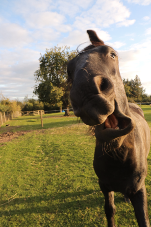 horse pulling silly face