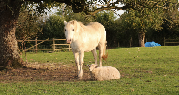 a pony and a sheep in field
